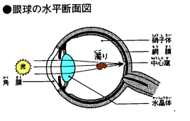 眼球の水平断面図