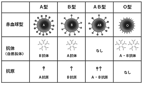 Ab 型 o 型 子供