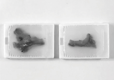 ミクロトーム作業